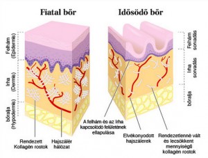 A fiatal és idősödő bőr közötti szekezeti különbségek